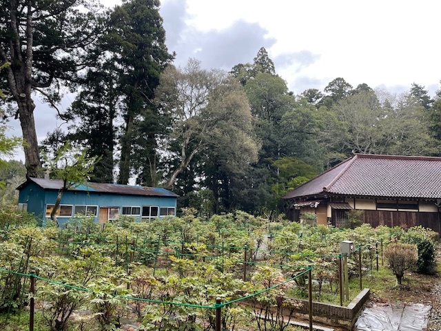 令和6年 飯高寺ボタン園開花状況-4.12_1