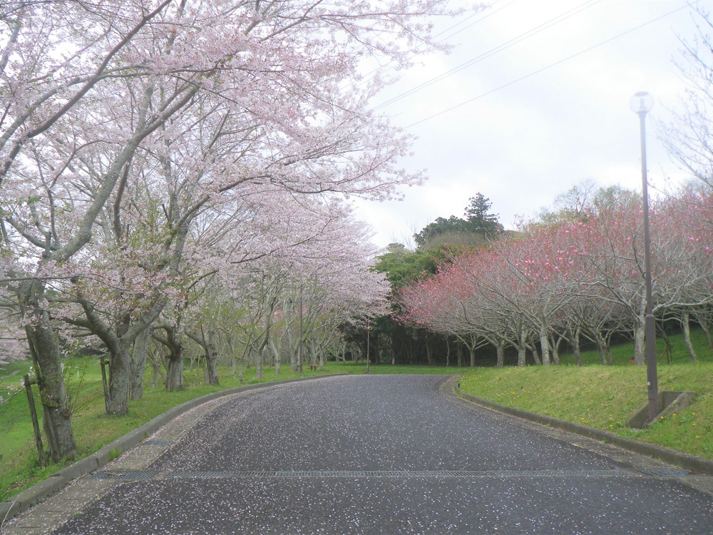 令和6年 天神山公園桜開花情報-4月12日 天神山公園桜7