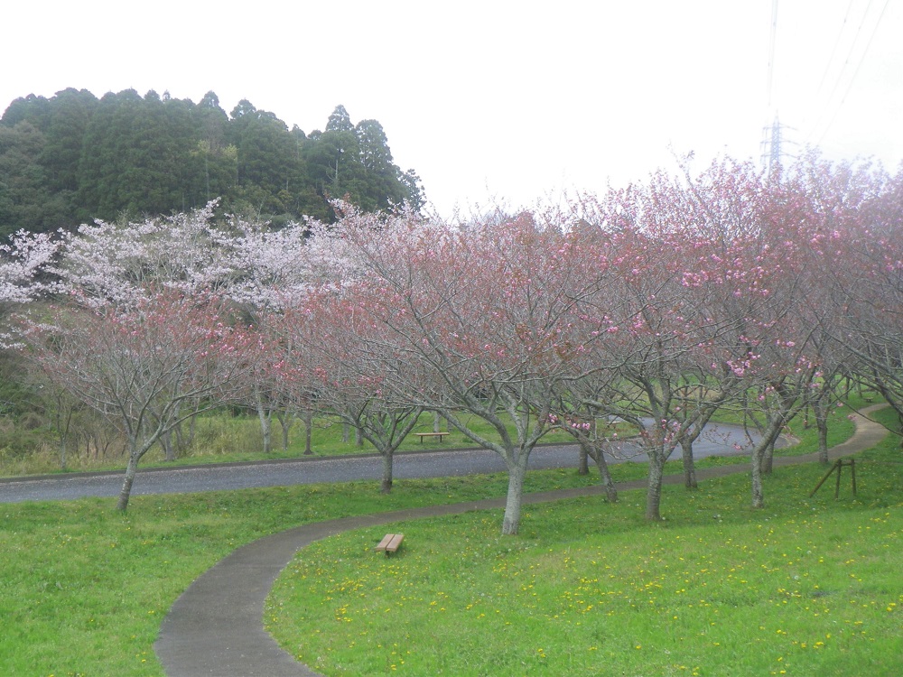 令和6年 天神山公園桜開花情報-4月12日 天神山公園桜6