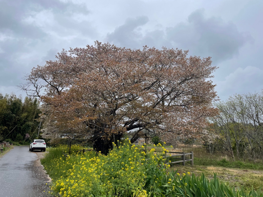 令和6年 黄門桜開花情報-4.12_2