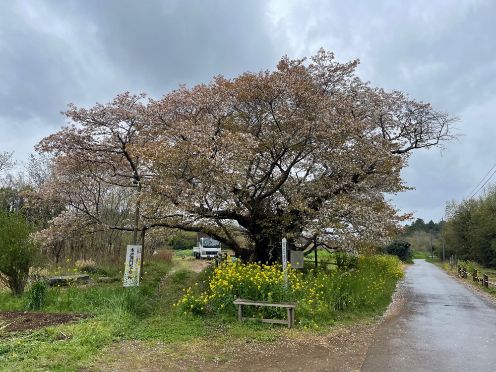 令和6年 黄門桜開花情報-4.12_1