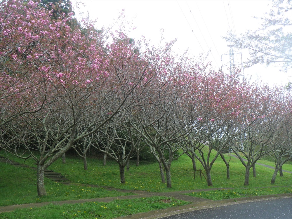 令和6年 天神山公園桜開花情報-4月12日 天神山公園桜5