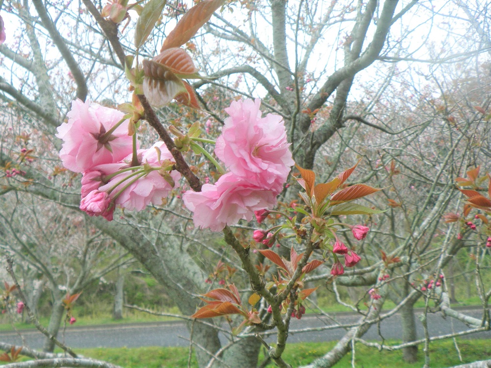 令和6年 天神山公園桜開花情報-4月12日 天神山公園桜4