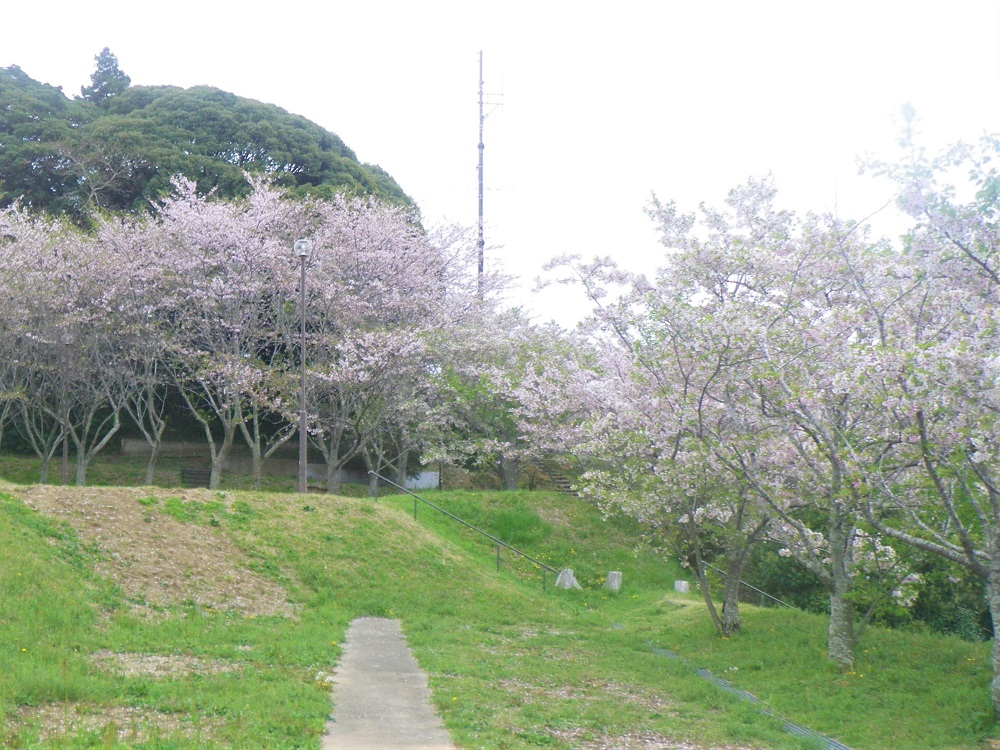 令和6年 天神山公園桜開花情報-4月12日 天神山公園桜3