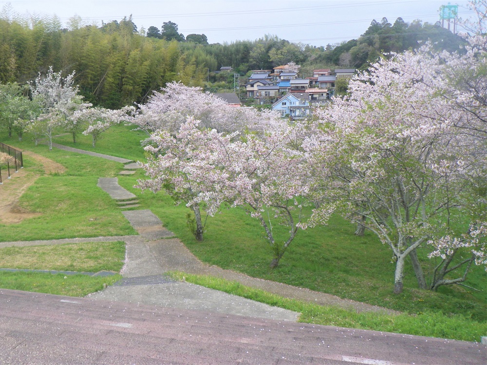 令和6年 天神山公園桜開花情報-4月12日 天神山公園桜2