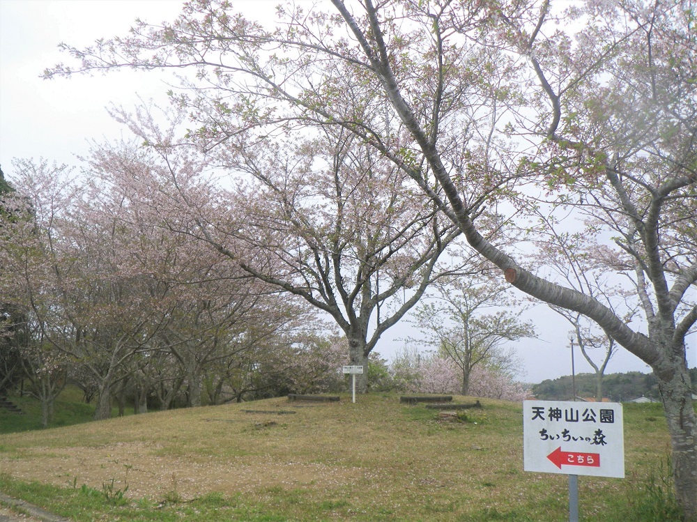 令和6年 天神山公園桜開花情報-4月12日 天神山公園桜1