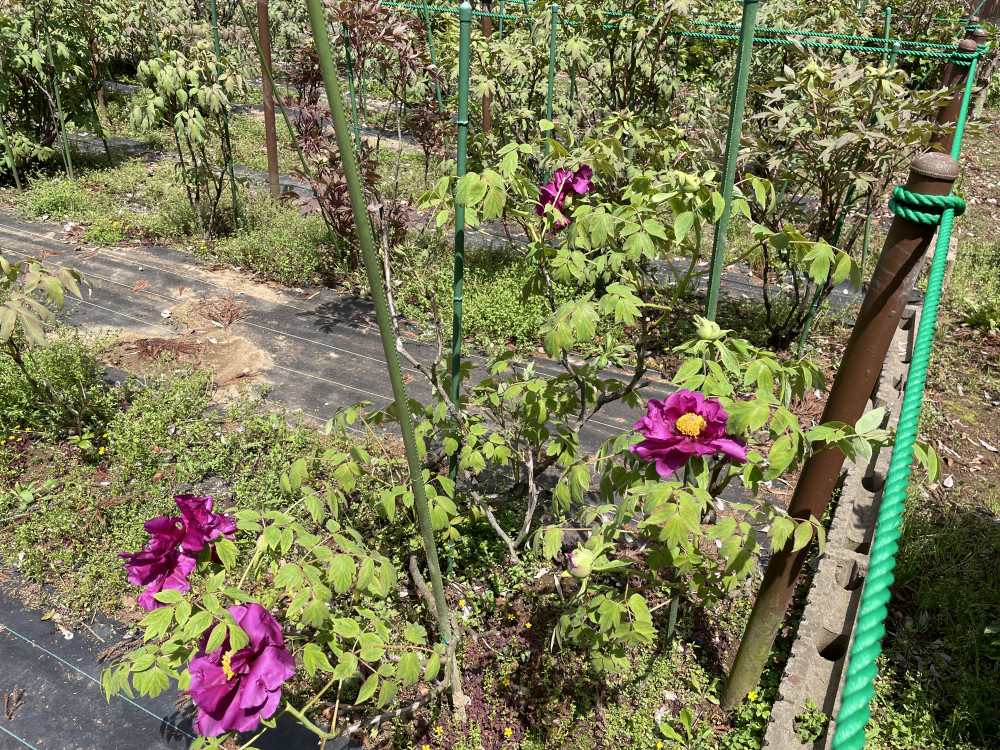 令和6年 飯高寺ボタン園開花状況-4.13_3