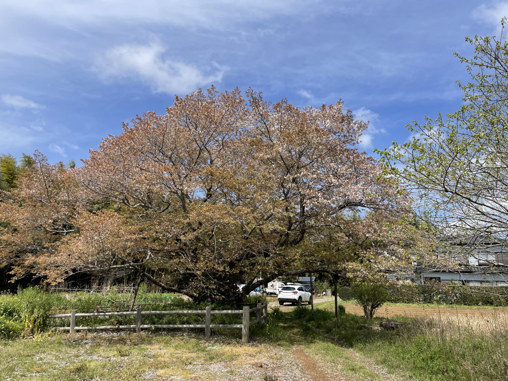 令和6年 黄門桜開花情報-4.13_3