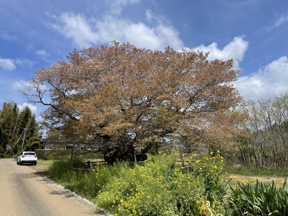 令和6年 黄門桜開花情報-4.13_2