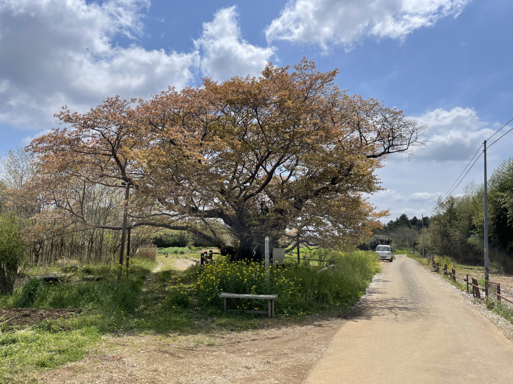 令和6年 黄門桜開花情報-4.13_1