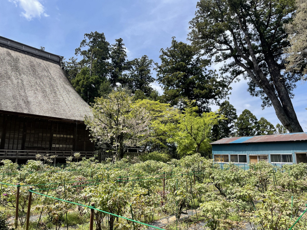 令和6年 飯高寺ボタン園開花状況-4.13_2