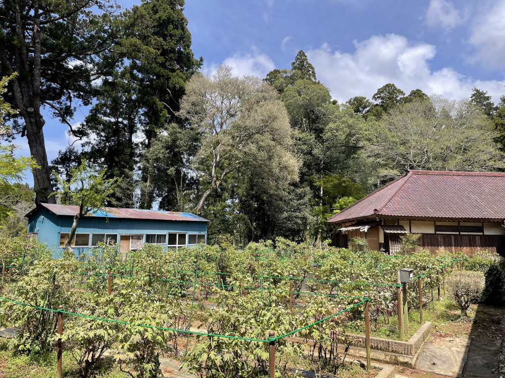 令和6年 飯高寺ボタン園開花状況-4.13_1