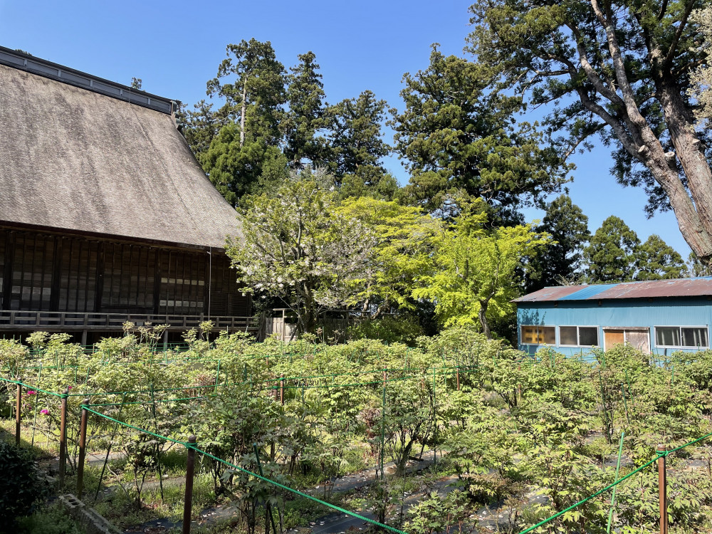 令和6年 飯高寺ボタン園開花状況-4.15_2