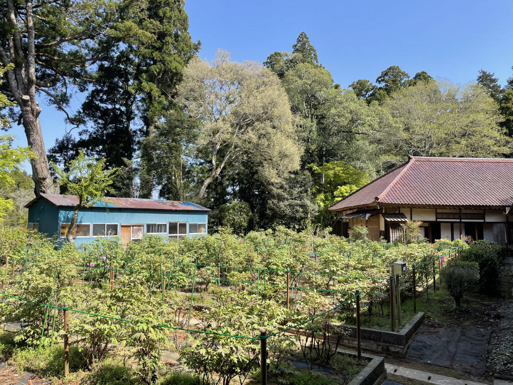 令和6年 飯高寺ボタン園開花状況-4.15_1