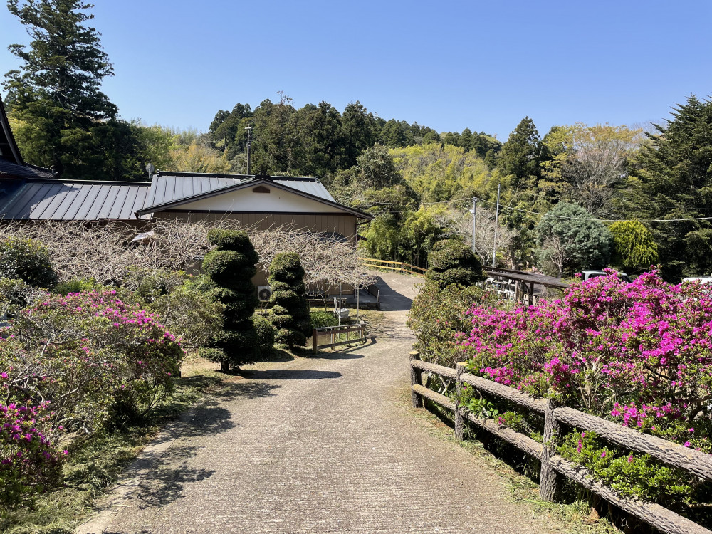 令和6年 木積龍頭寺大フジ開花状況-4.15_3