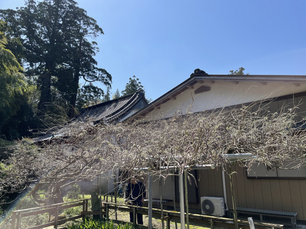 令和6年 木積龍頭寺大フジ開花状況-4.15_1