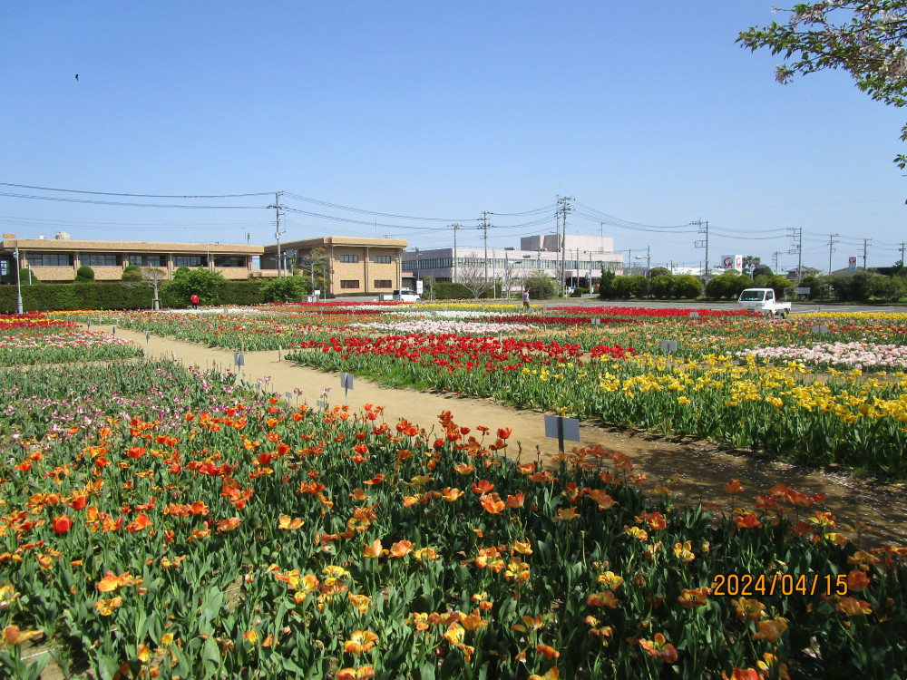 令和6年 のさか花の広場チューリップ開花情報-のさかチューリップ_4月15日（月曜日）