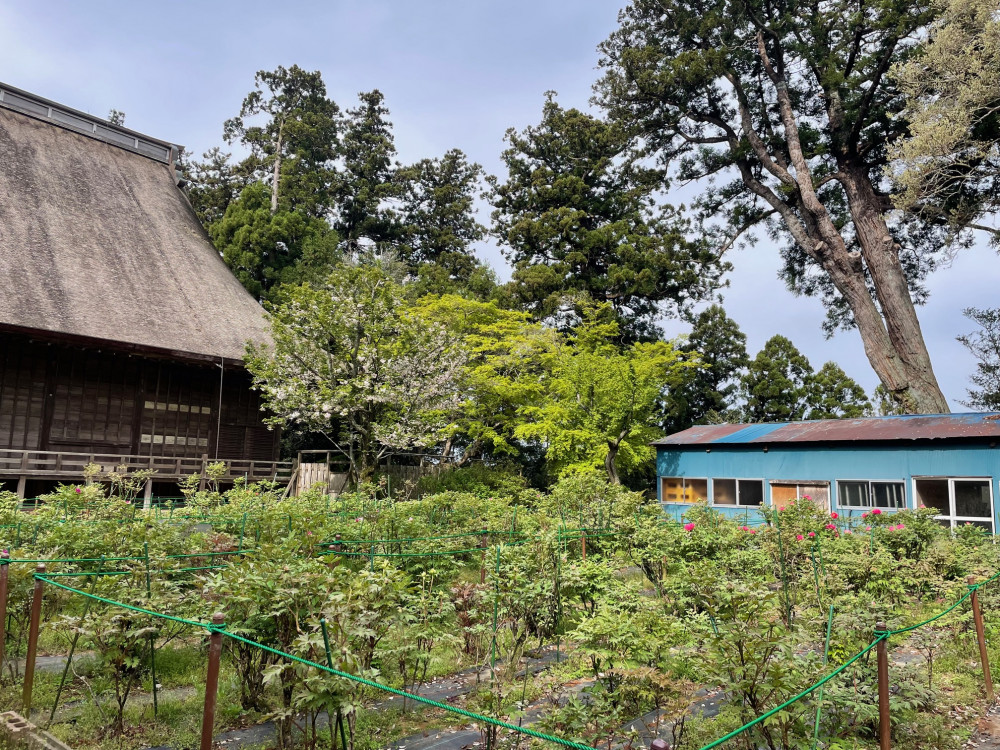 令和6年 飯高寺ボタン園開花状況-4.16_2