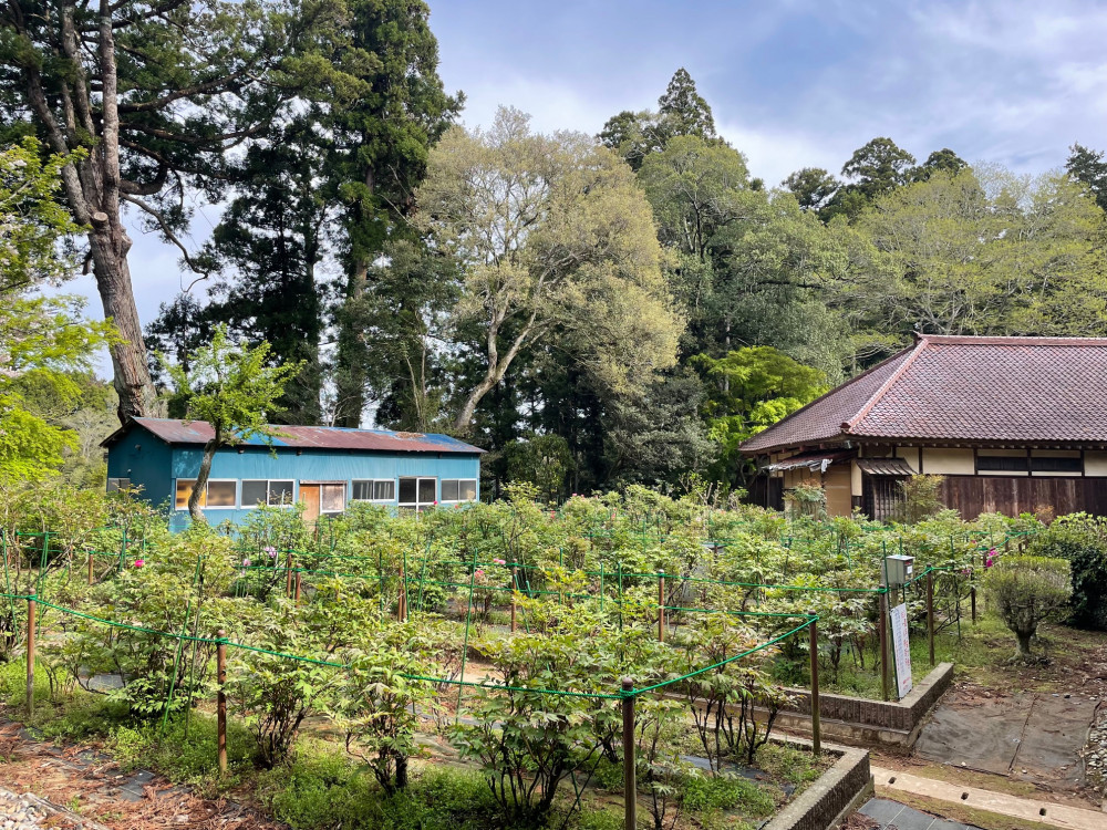 令和6年 飯高寺ボタン園開花状況-4.16_1