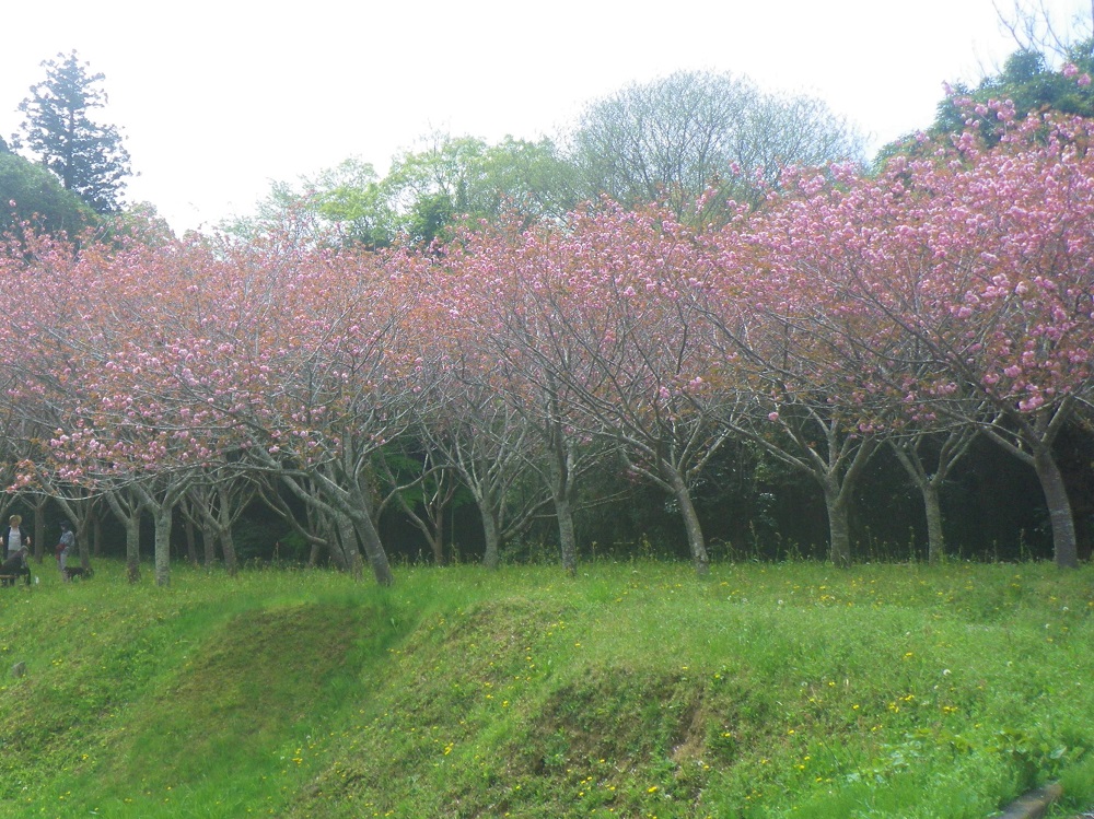 令和6年 天神山公園桜開花情報-4月16日 天神山公園桜7
