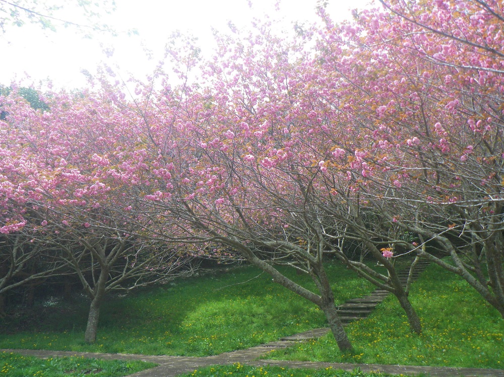 令和6年 天神山公園桜開花情報-4月16日 天神山公園桜6