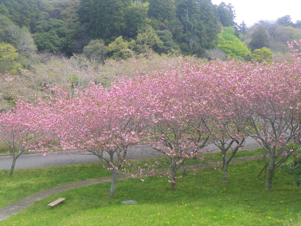 令和6年 天神山公園桜開花情報-4月16日 天神山公園桜5