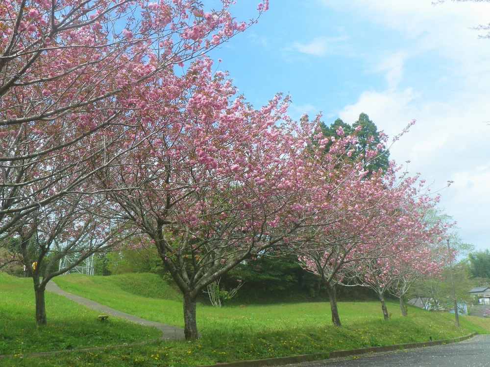 令和6年 天神山公園桜開花情報-4月16日 天神山公園桜4