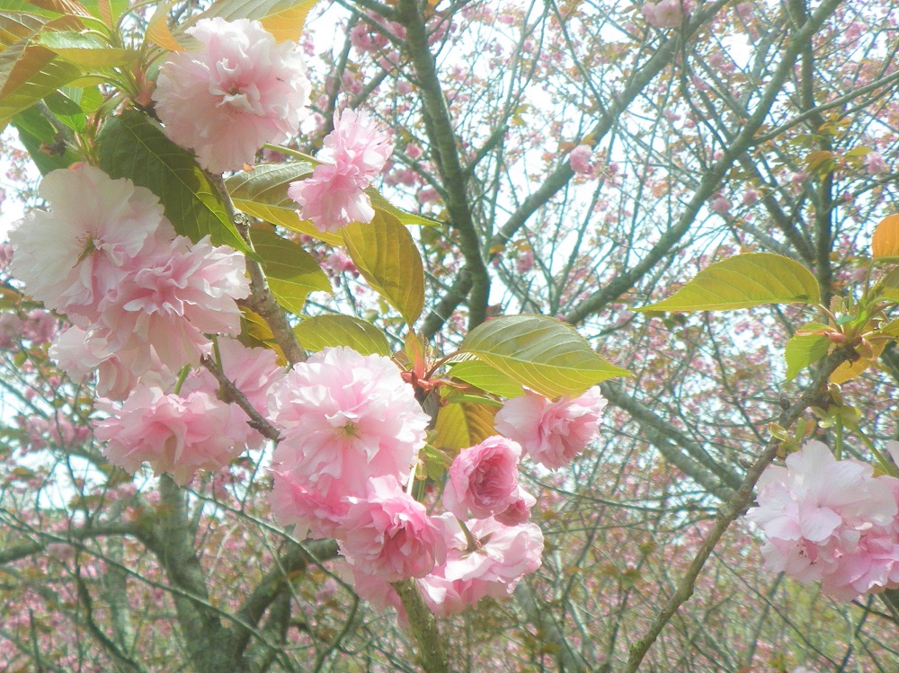 令和6年 天神山公園桜開花情報-4月16日 天神山公園桜3