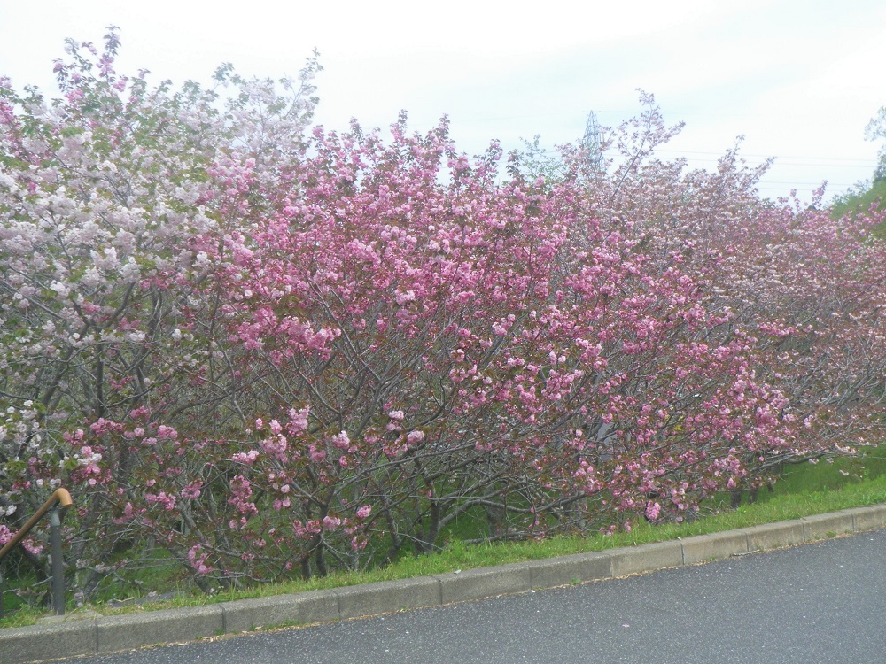 令和6年 天神山公園桜開花情報-4月16日 天神山公園桜2