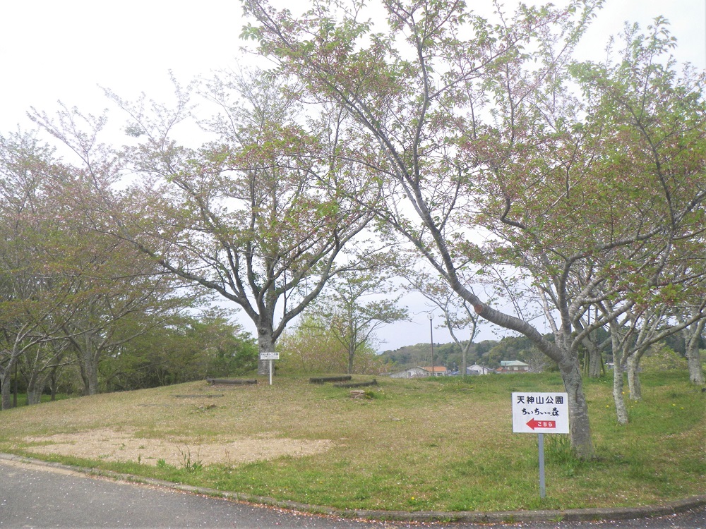 令和6年 天神山公園桜開花情報-4月16日 天神山公園桜1