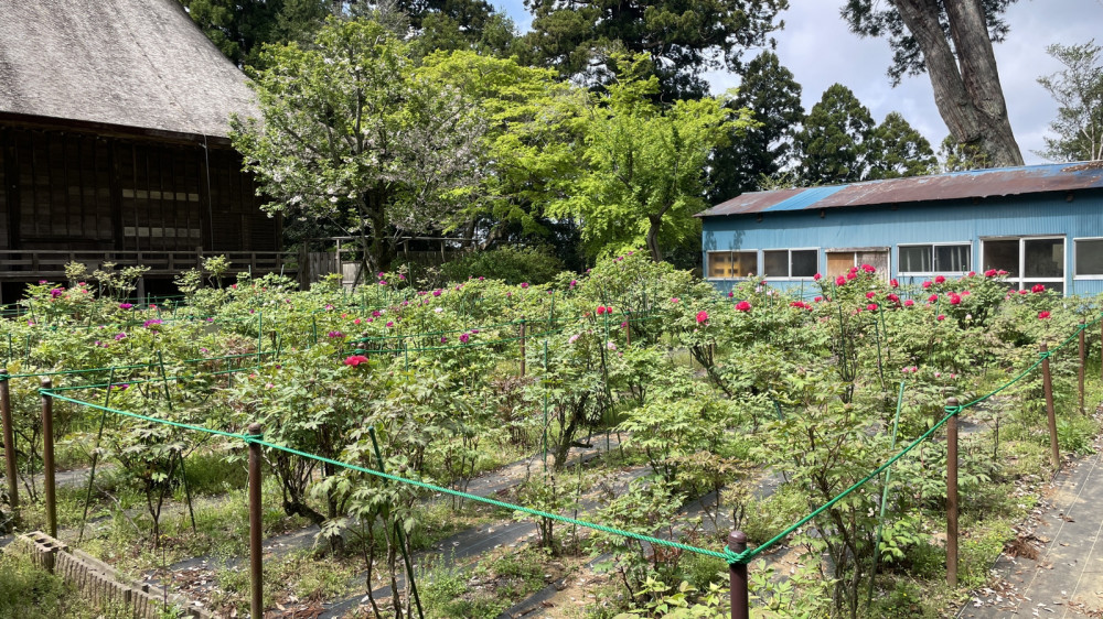 令和6年 飯高寺ボタン園開花状況-4.17_2