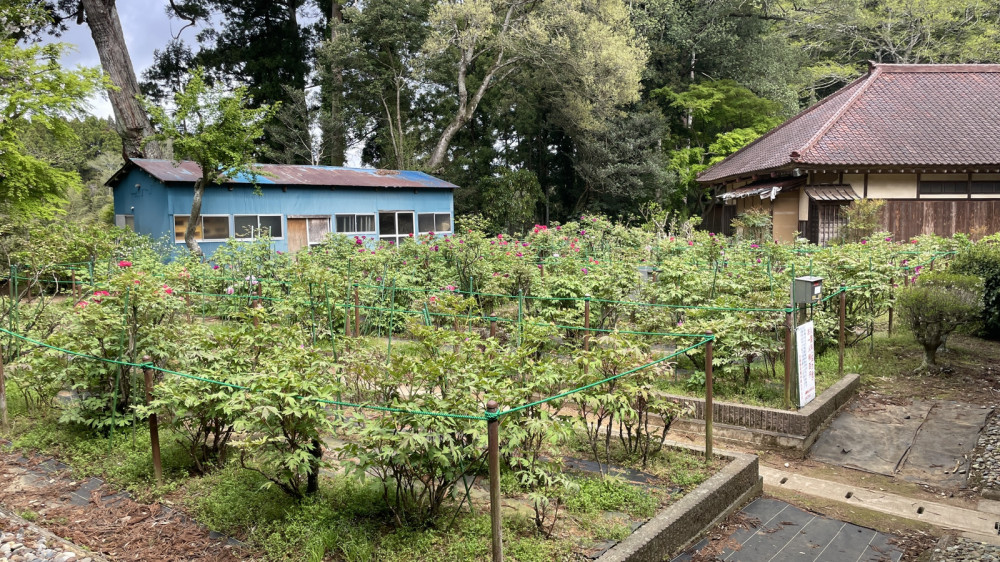 令和6年 飯高寺ボタン園開花状況-4.17_1