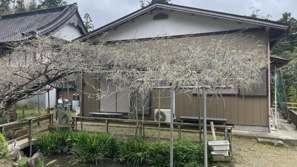 令和6年 木積龍頭寺大フジ開花状況-4.17_1