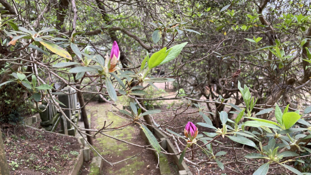 令和6年 圓實寺の大ツツジ開花状況-4.17_3