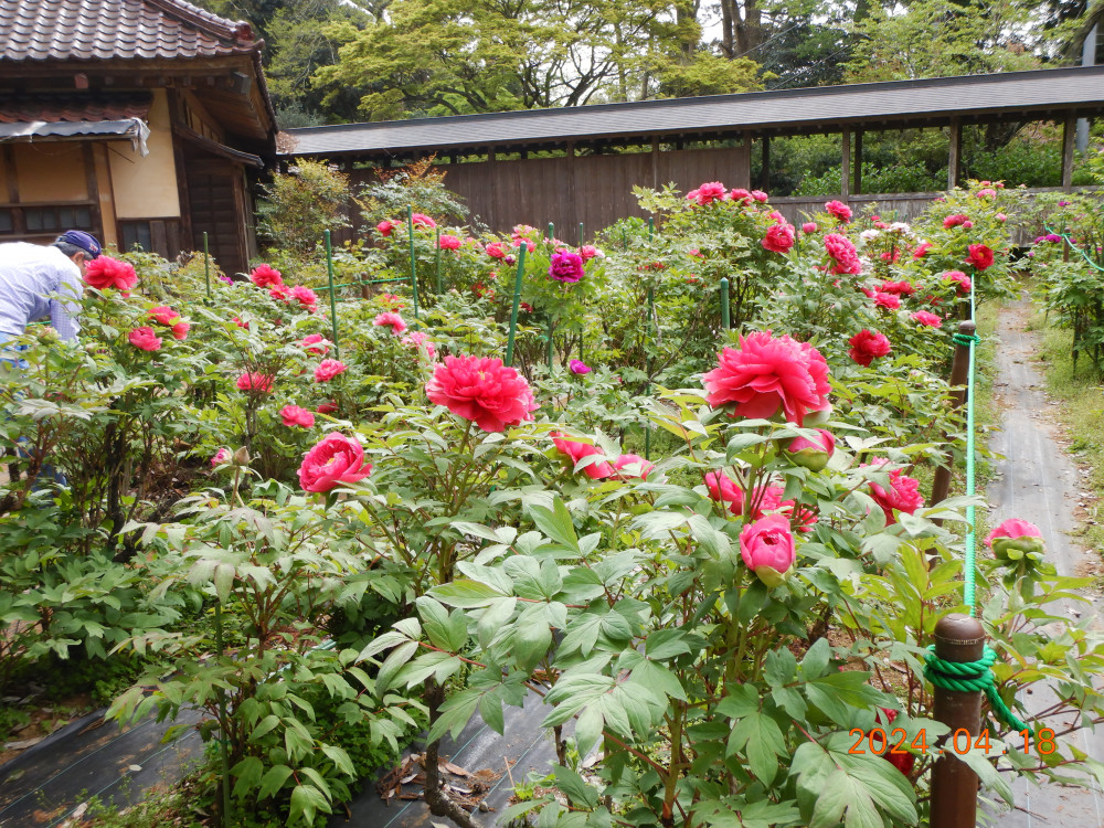 令和6年 飯高寺ボタン園開花状況-R6.4.18 飯高寺