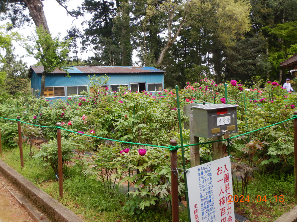 令和6年 飯高寺ボタン園開花状況-R6.4.18 飯高寺 ぼたん