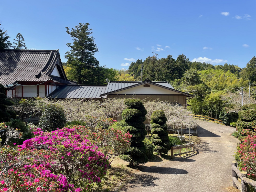 令和6年 木積龍頭寺大フジ開花状況-4.19_2