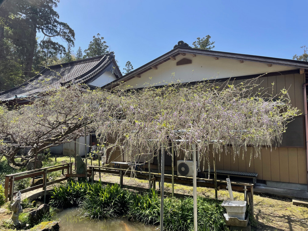 令和6年 木積龍頭寺大フジ開花状況-4.19_1