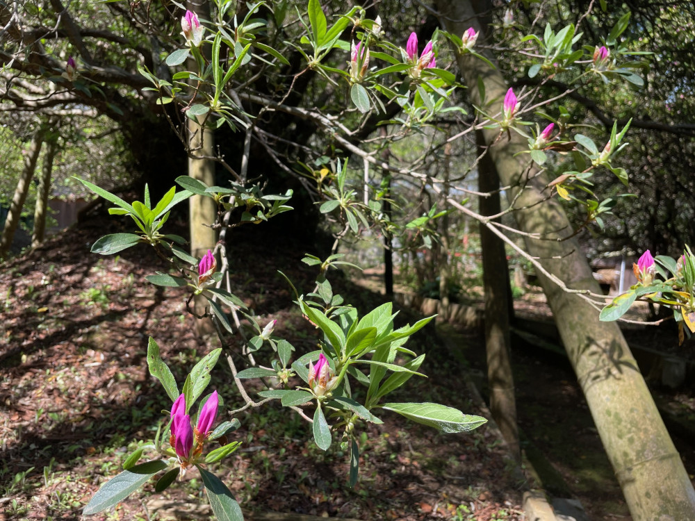 令和6年 圓實寺の大ツツジ開花状況-4.19_3