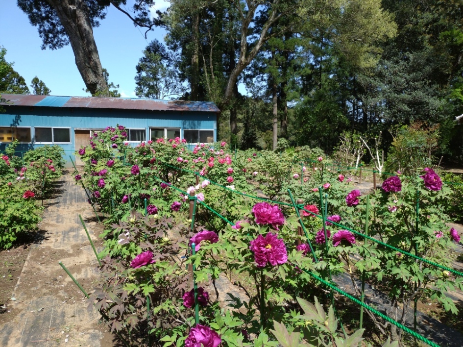 令和6年 飯高寺ボタン園開花状況-R6.4.19 飯高寺ぼたん