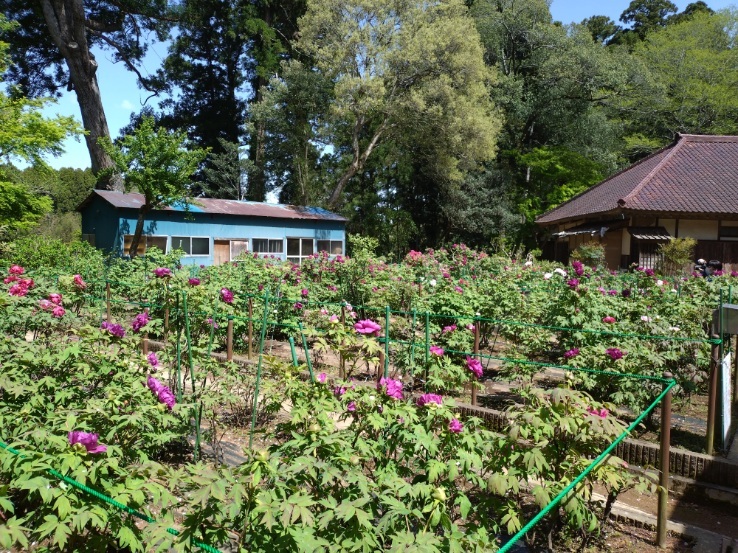 令和6年 飯高寺ボタン園開花状況-R6.4.19 飯高寺ぼたん