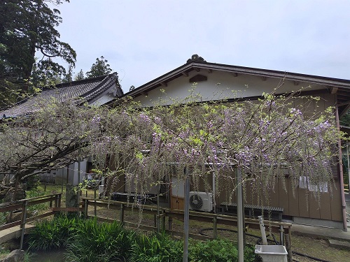 令和6年 木積龍頭寺大フジ開花状況-1