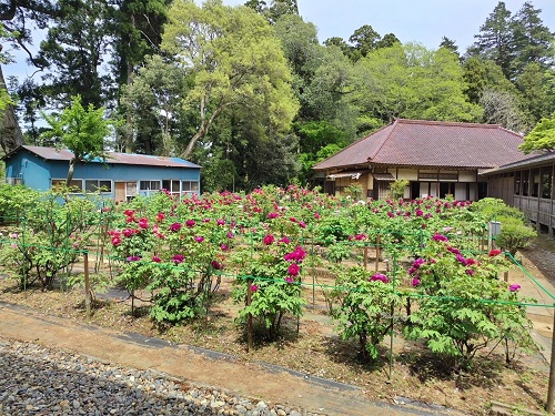 令和6年 飯高寺ボタン園開花状況-1