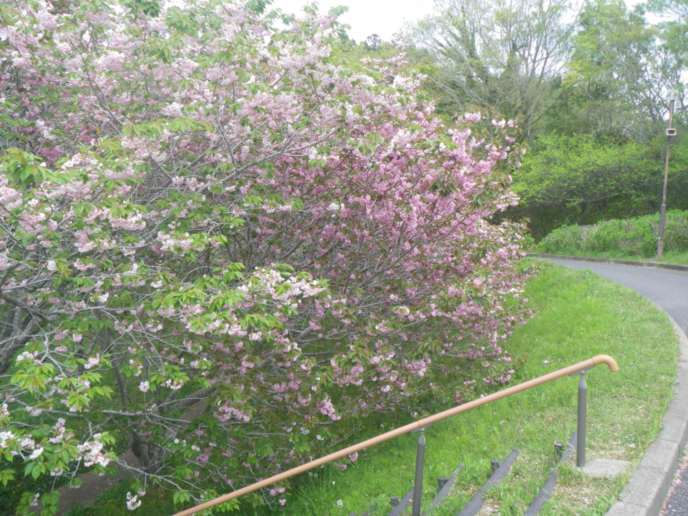 令和6年 天神山公園桜開花情報-0420-1