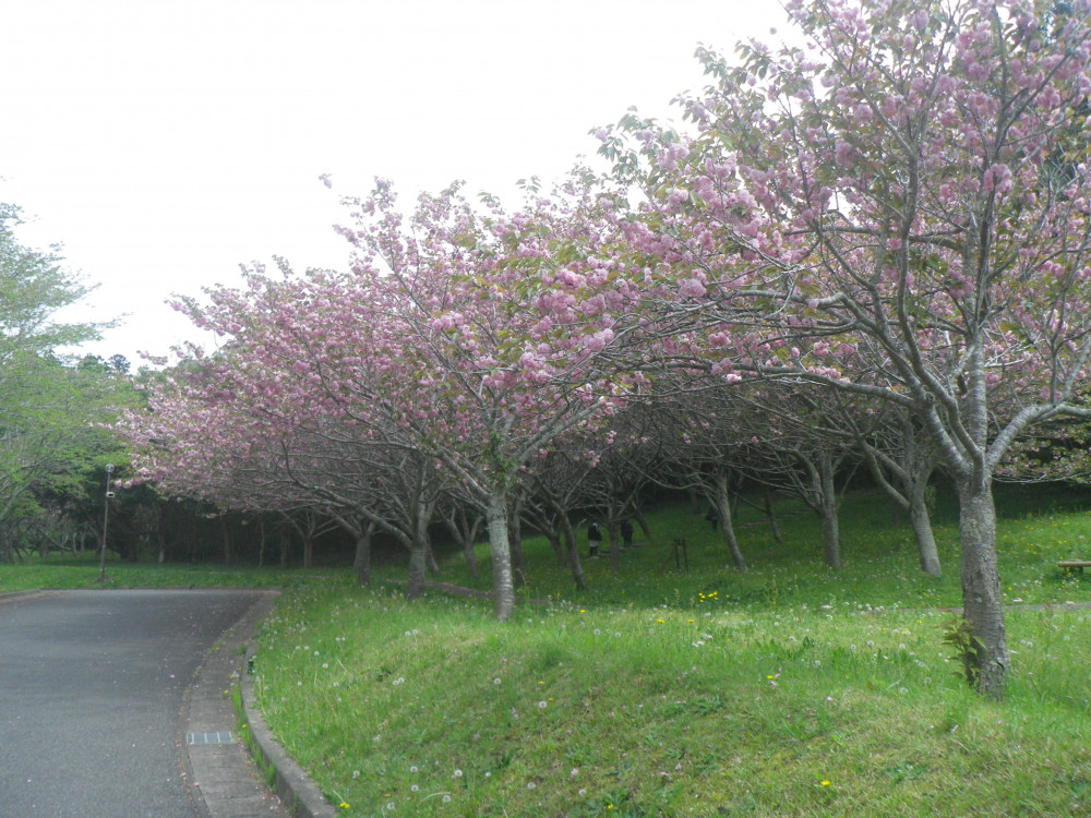 令和6年 天神山公園桜開花情報-0420-2