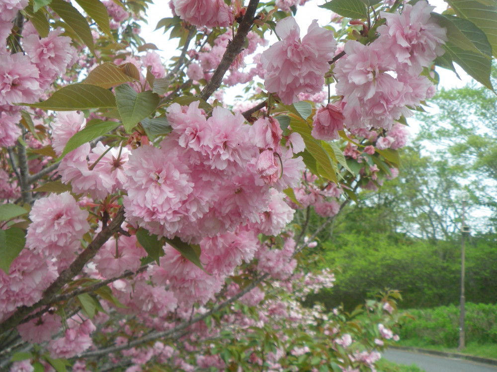 令和6年 天神山公園桜開花情報-0420-3