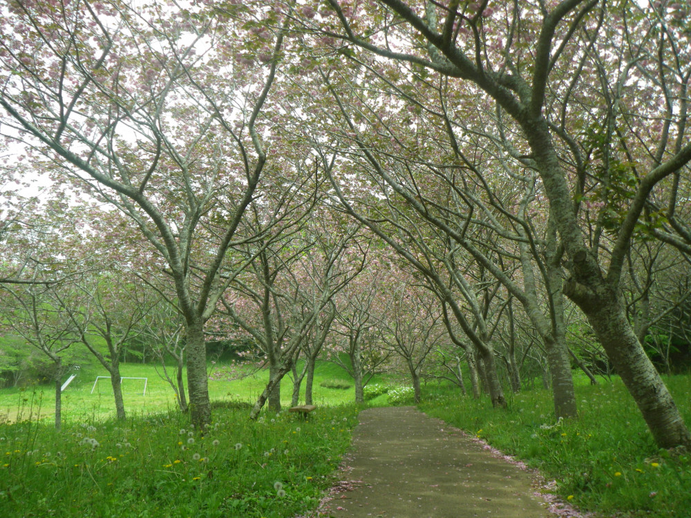 令和6年 天神山公園桜開花情報-0420-4