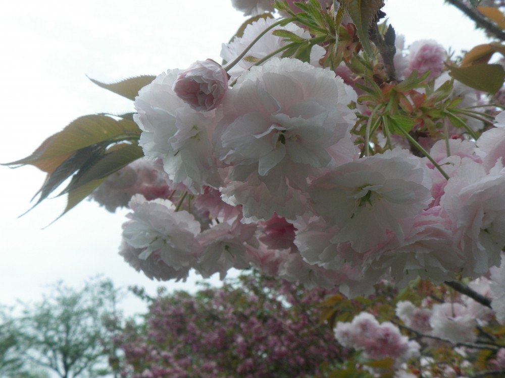 令和6年 天神山公園桜開花情報-0420-5