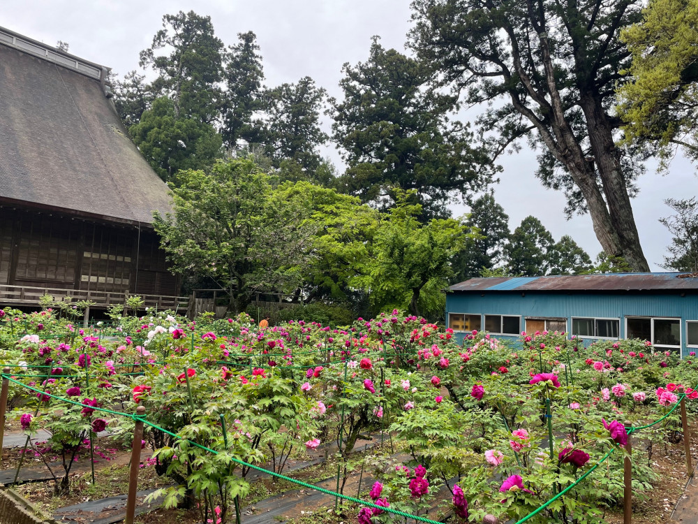 令和6年 飯高寺ボタン園開花状況-4.22_2