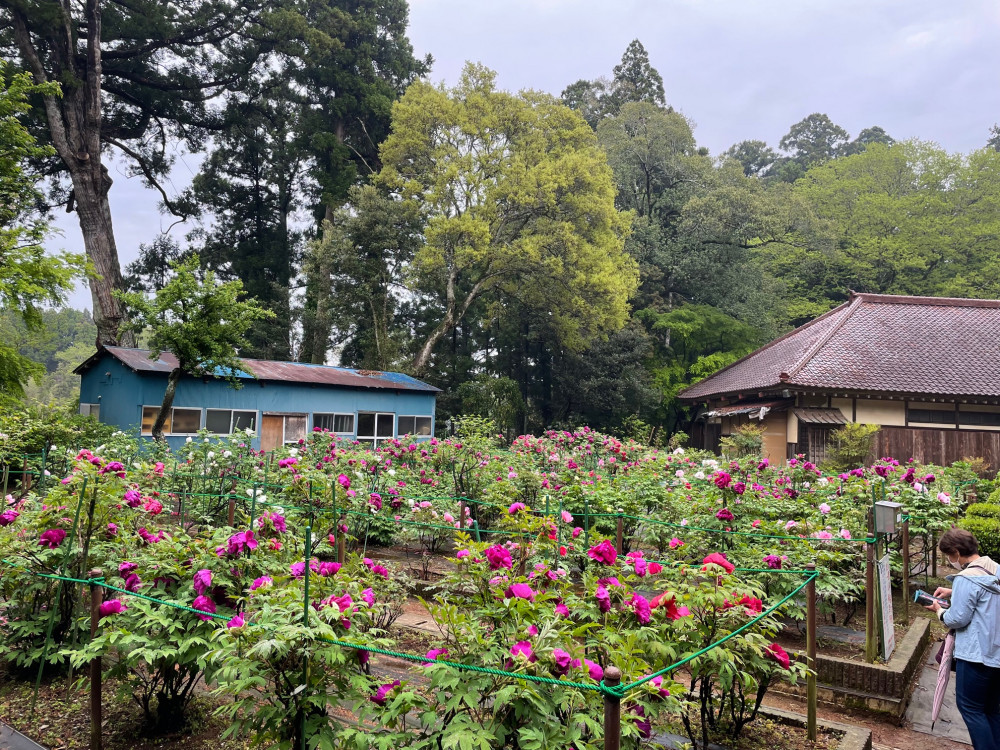 令和6年 飯高寺ボタン園開花状況-4.22_1